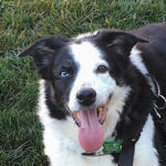 Black and white senior dog at Lily's Legacy