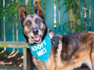 A vibrant dog park bathed in sunlight features abundant greenery with mature trees, offering ample shade for leisurely outdoor activities. In the distance is a well-equipped playground that presents an additional activity area. An inviting picnic table spreads out nearby, ideal for enjoying meals al fresco or taking relaxing breaks from play. A neatly-placed trash bin aids in maintaining the park's cleanliness for everyone's enjoyment. Dominating the scene is a generously wide dirt path gracefully curving through the expanse of grass, promising exploratory walks and lively fetch games.