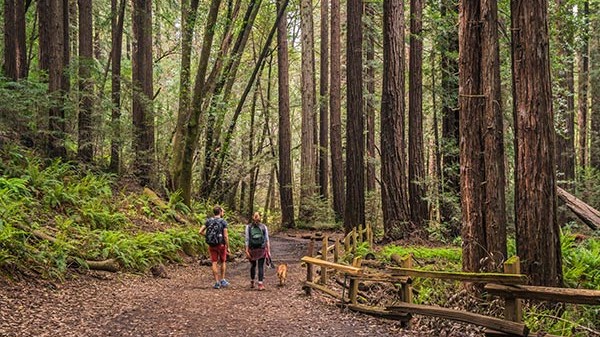 couple walks dog on trail in forest