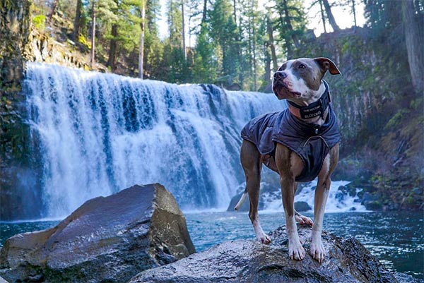 Dog at fountain-like waterfall