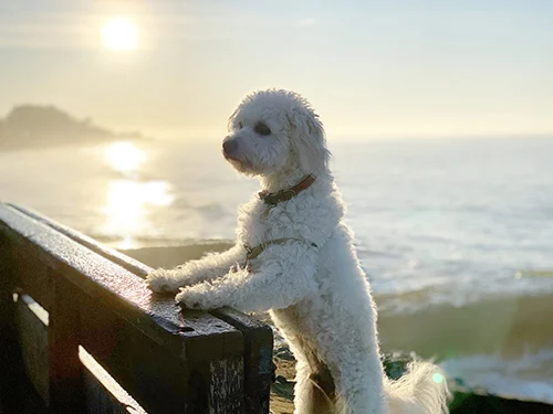 Image from Waves away with your dog on the Central Coast on DogTrekker