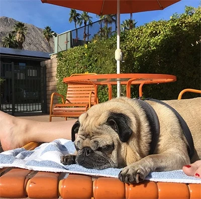 Image from Need-to-know dog-friendly digs on DogTrekker