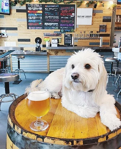 Image from Where to dine with your pup on DogTrekker