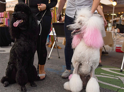 Poodle dog with pink scarf