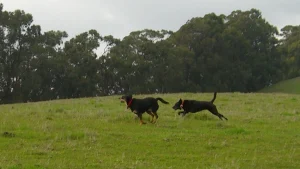 Pick a dog-friendly trail, any trail