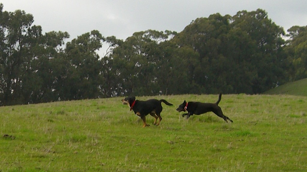 Dogs on dog-friendly trail