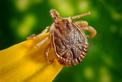 Large photo of a tick