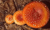 Image from Mushroom toxicity on DogTrekker