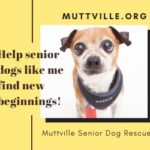 Muttville dog on poster
