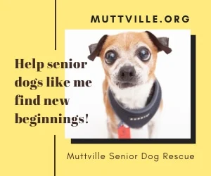 Image from Muttville set to rescue their 8,000th dog! on DogTrekker
