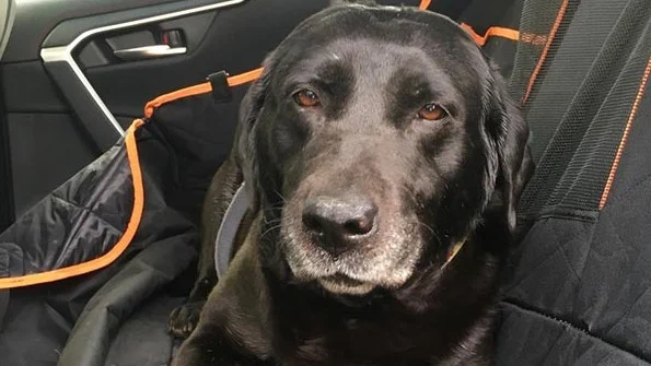 Image from Monterey Bay Labrador Retriever Rescue vets save Cali on DogTrekker