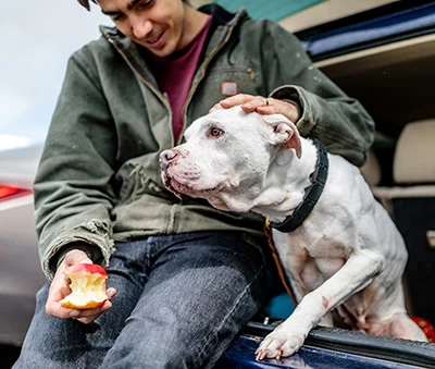 Image from At BADRAP, it’s ok to ask. it’s important to give on DogTrekker
