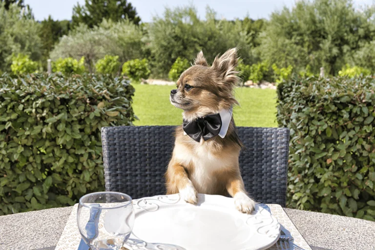 Image from Outdoor dining with your pup on DogTrekker