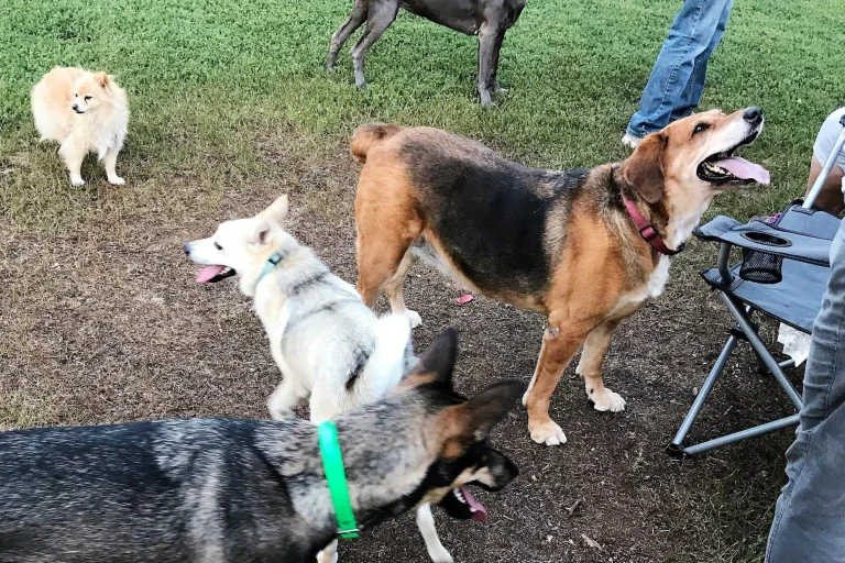 Image from So, what's to do with your dog in Concord? on DogTrekker