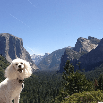 Poodle mix in Gold Country