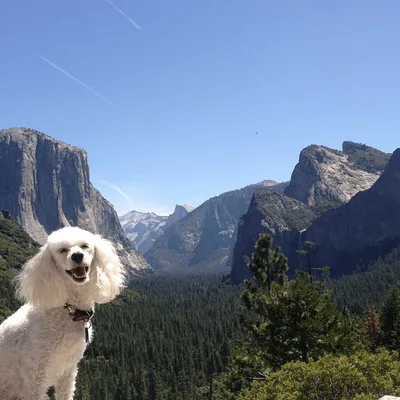 Image from Tour Gold Rush towns on DogTrekker