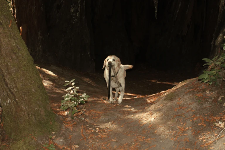 Image from Forest bathing with Fido, anyone? on DogTrekker