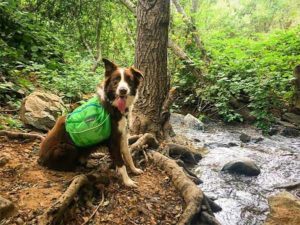 Dog on trail in Placer County