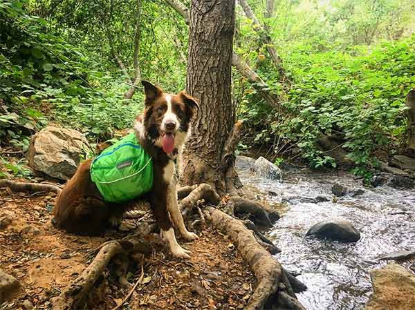 Dog on trail in Placer County