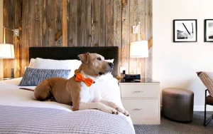 Paws and pillows