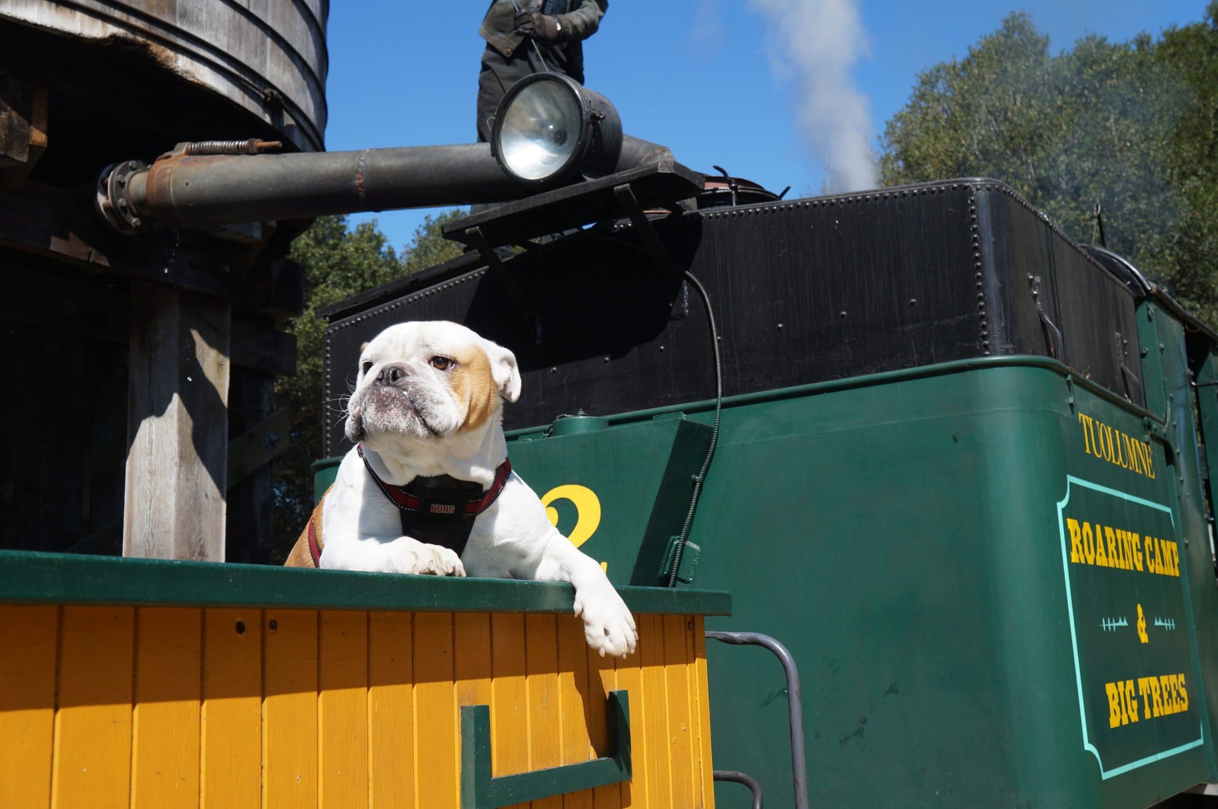 Bulldog on Santa Cruz train