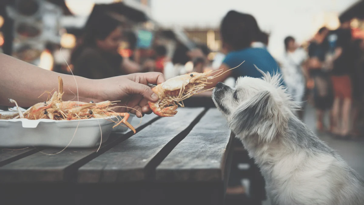 Image from Linger longer at a patio table with your pup on DogTrekker