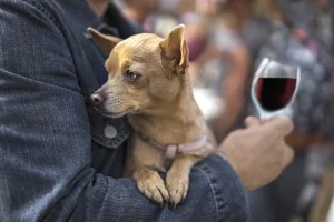 Explore the Santa Clara Valley wine trail