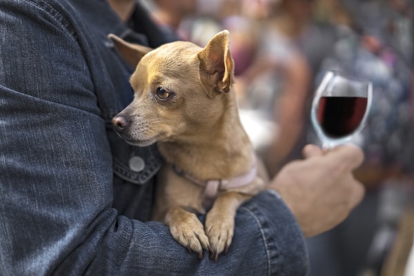 Man holding dog and glass of wine for  the Santa Clara Valley Wine Trail