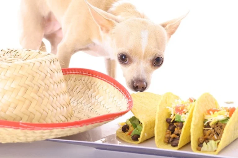shot of a mexican chihuahua