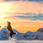 Girl playing with border collie at a Sno-Park