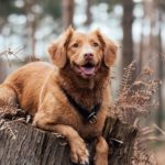 Beautiful red dog at Big Bear