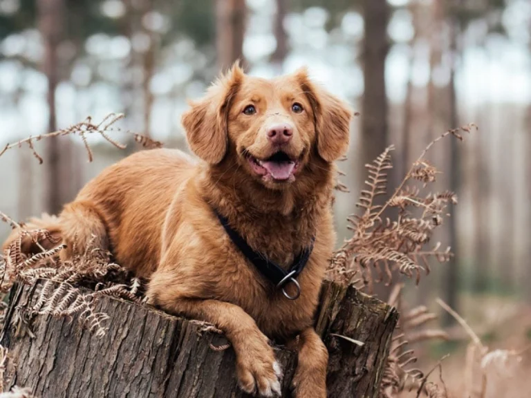 Image from Go big at Big Bear on DogTrekker