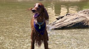 Dog enjoying the Sacramento river