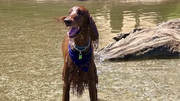 Image from Dog-friendly Sacramento: two rivers run through it on DogTrekker