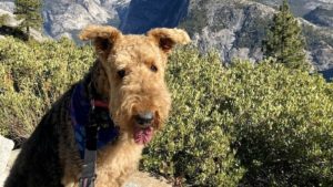 Airedale Terrier in Yosemite