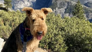 Spring into Yosemite