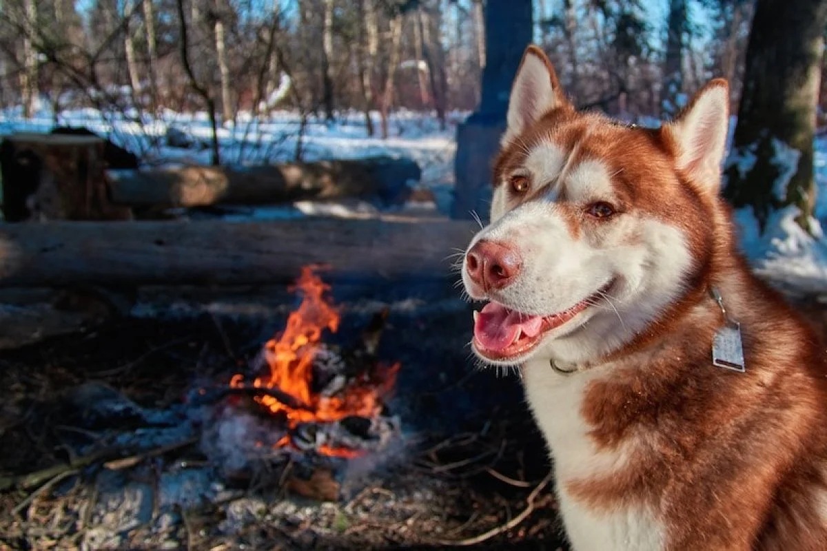Portrait red Siberian husky sitting by the campfire in winter forest in sunny frosty day. Dog smiles and looks at camera. Copy space.