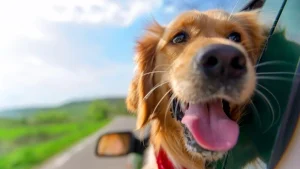 Golden Retriever Looking Out Of Car Window