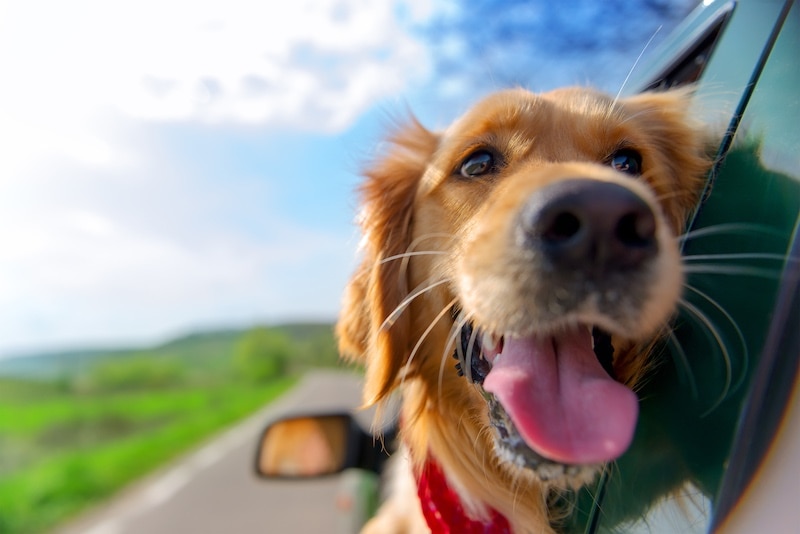 Golden Retriever enjoying the wind outside a car window