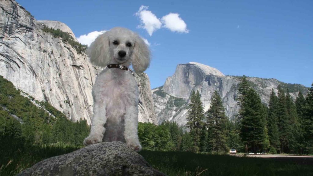 white poodle in Yosemite with Half Dome in background