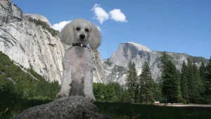 Dog-friendly road trip: Highway 140 to Yosemite National Park