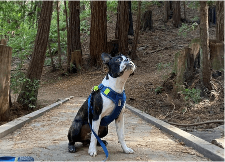 Dog on Lodato trail