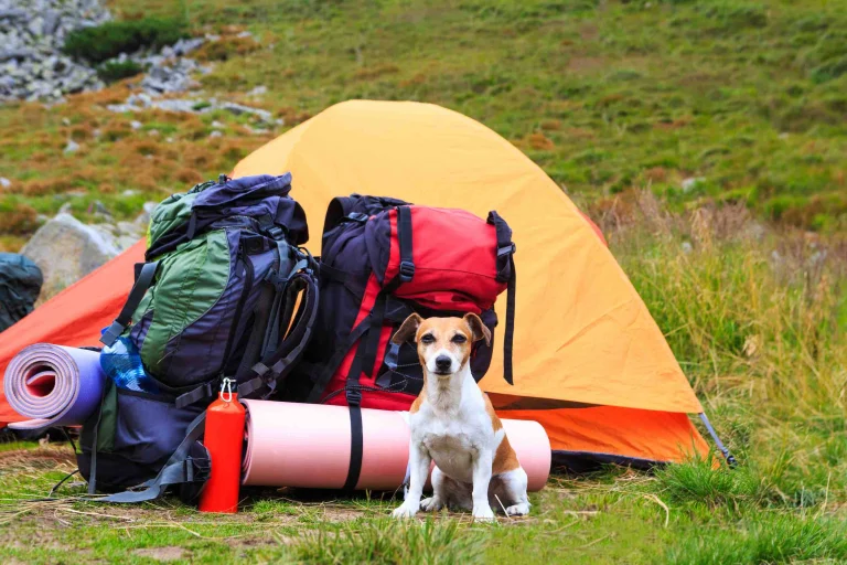 Camping rest with dog