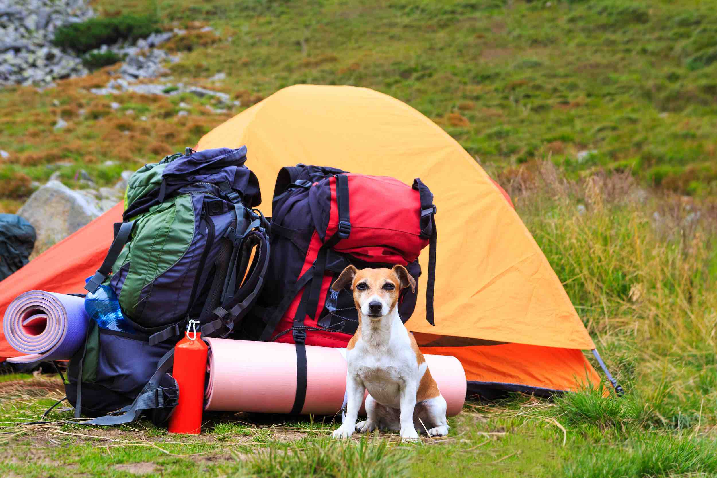 Dog with supplies in front of tent ready for camping