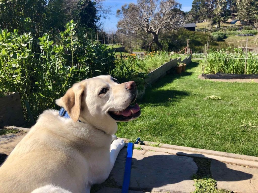 Kayla resting on the Stanford Inn lawn