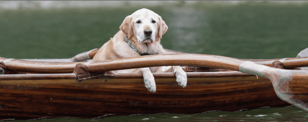 Dog with paws on a canoe