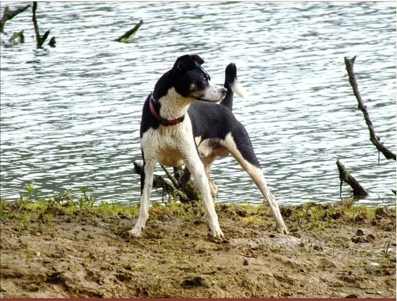 Image from Around Keswick Reservoir with your pup - Redding hikes on DogTrekker