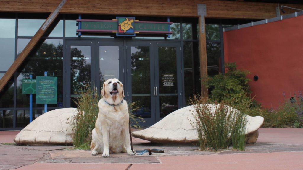 Yellow lab in front of building in Redding