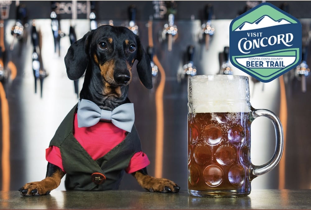 Dog bartender in Concord