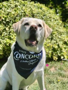 Yellow lab with Concord dog scarf